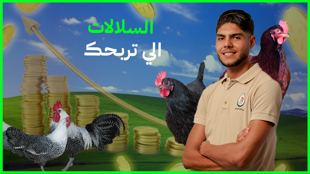 اختيار السلالة المناسبة: دليلك للنجاح في شروع دجاج الضيعة